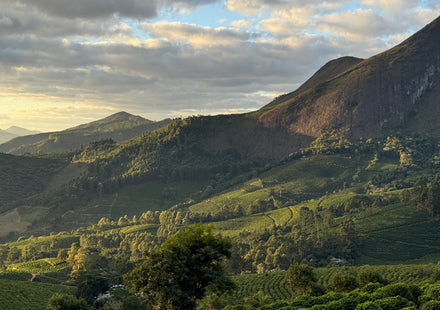 Koffie uit Brazilië: de grootste koffieproducent ter wereld