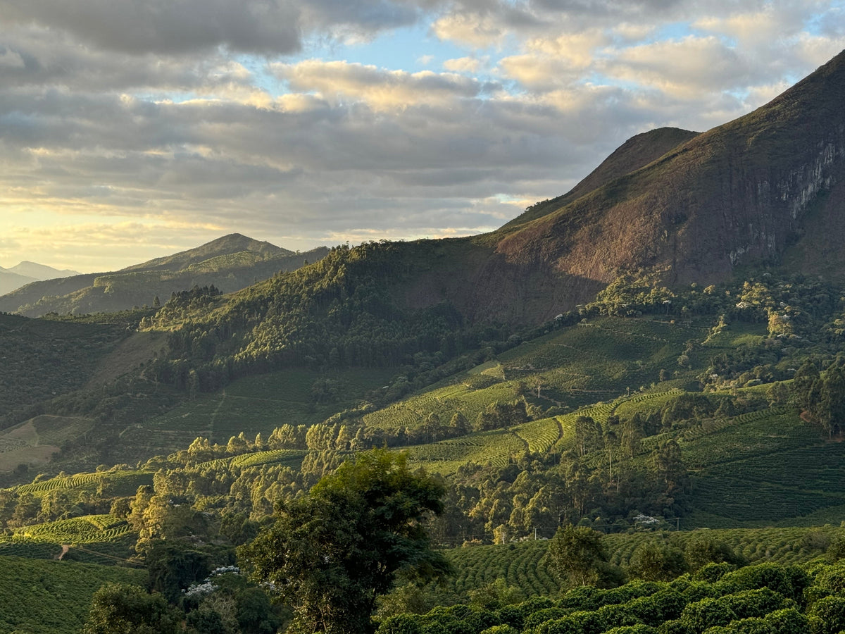Koffie uit Brazilië: de grootste koffieproducent ter wereld