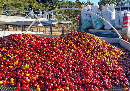 Koffie uit Guatemala: acht koffieregio's en hun smaak